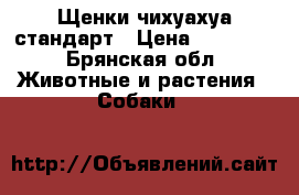 Щенки чихуахуа стандарт › Цена ­ 21 000 - Брянская обл. Животные и растения » Собаки   